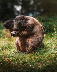 View of an animal sitting on field