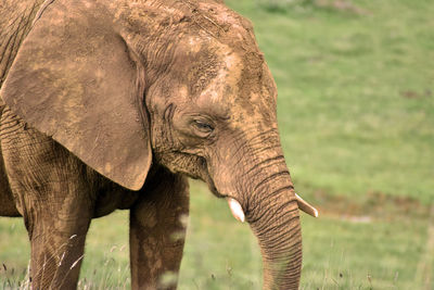 Close-up of elephant on land