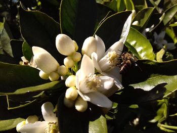 Close-up of bee on white flowers