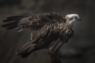 Close-up of eagle perching on branch