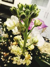 Close-up of white flowering plant