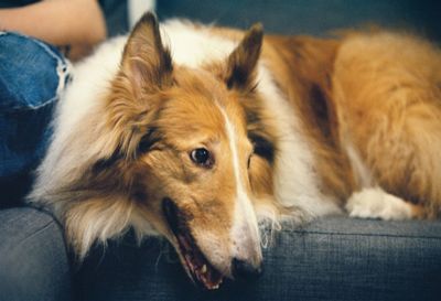 Close-up of dog lying down