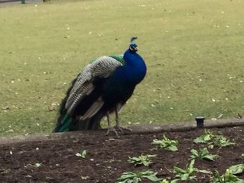 High angle view of peacock