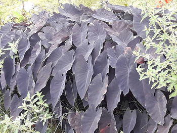 High angle view of purple flowering plants