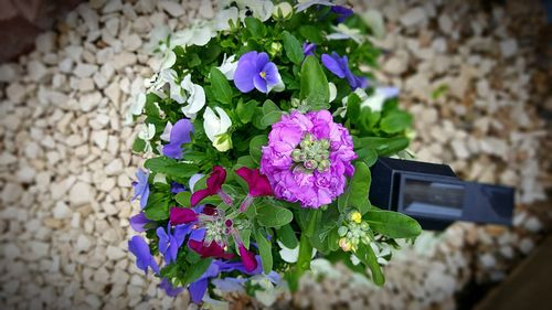 Close-up of flowers blooming outdoors