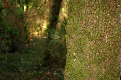 Close-up of moss growing on tree trunk