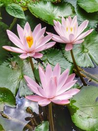 Close-up of lotus water lily in pond