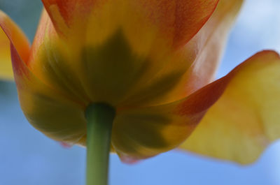 Close-up of day lily blooming outdoors