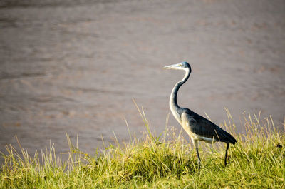 Bird perching on a lake