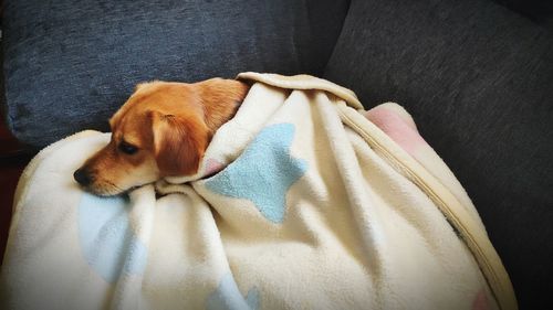 High angle view of dog relaxing at home