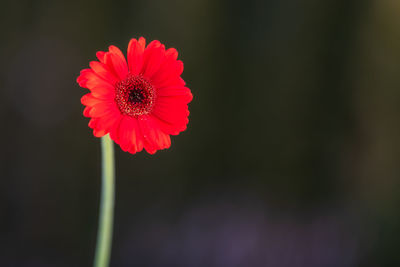 Close-up of red flower