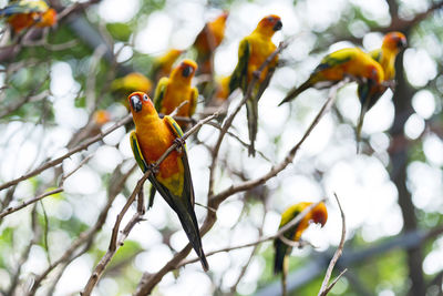 Low angle view of bird perching on tree