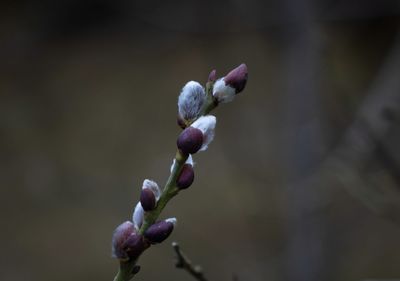 Close-up of purple flower buds growing on twig
