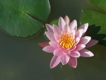 Close-up of lotus water lily in lake