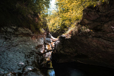 Stream flowing through rocks in forest