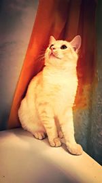 Close-up of cat sitting