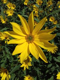 Close-up of yellow flowers blooming outdoors