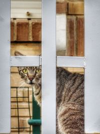 Portrait of a cat looking through window