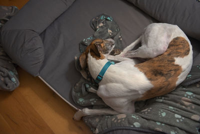 Left hand side copy space next to this large adopted pet greyhound who sleeps in her grey bed