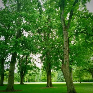 Trees in park