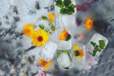 Close-up of white flowering plant