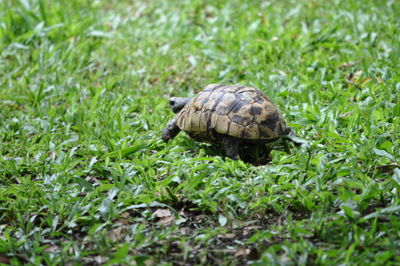 Close-up of tortoise on grass