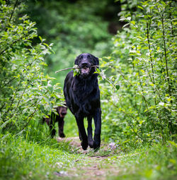 Black dog looking away