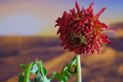 Close-up of red flowering plant