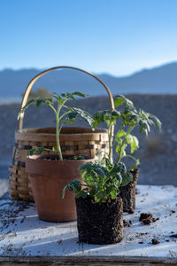 Potted plant in pot