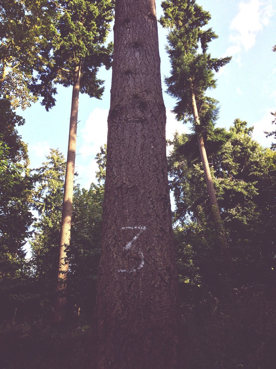 tree, low angle view, tree trunk, growth, sky, branch, tranquility, nature, sunlight, tall - high, day, forest, tranquil scene, no people, beauty in nature, outdoors, scenics, green color, silhouette, shadow