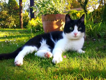 Cat relaxing on grassy field