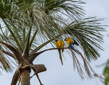 Low angle view of bird perching on tree