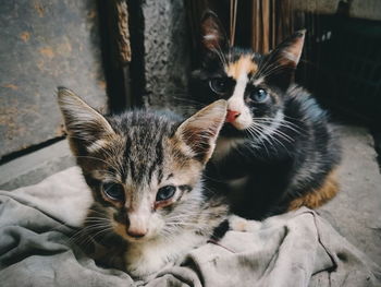 Portrait of kitten sitting outdoors