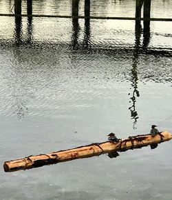 High angle view of crab on wet lake