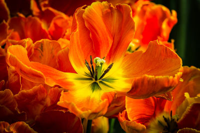 Close-up of orange flowering plant