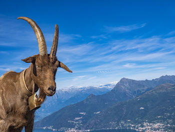 Close-up of a goat in the alps