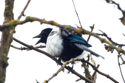 Low angle view of bird perching on branch