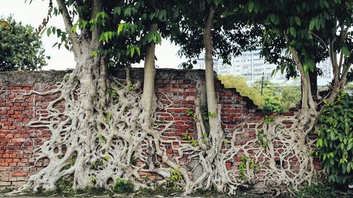 Graffiti on wall by trees