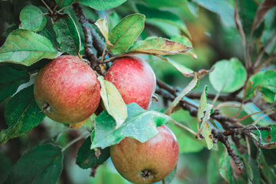 Close-up of apples growing on tree