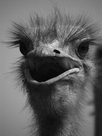 Close-up of ostrich with mouth open