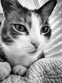 Close-up portrait of a cat