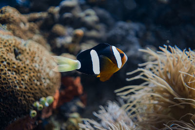 Fish swimming in sea