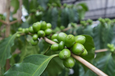 Close-up of coffee beans growing on plant