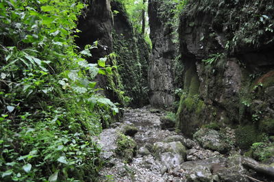 Plants growing on rocks in forest