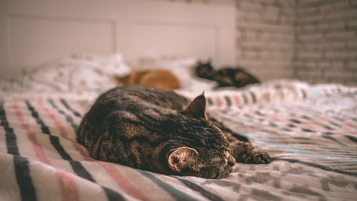 Close-up of cats relaxing on bed at home