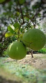 Close-up of fruit growing on tree