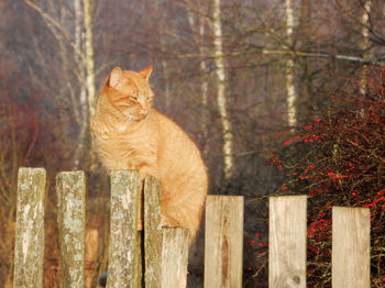 Ginger cat on the fence looking away