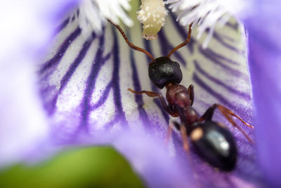 Close-up of purple flower on plant