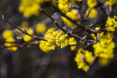 Close-up of yellow flowers growing on tree