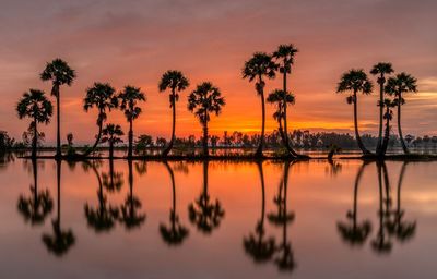 Silhouette palm trees by swimming pool against sky during sunset